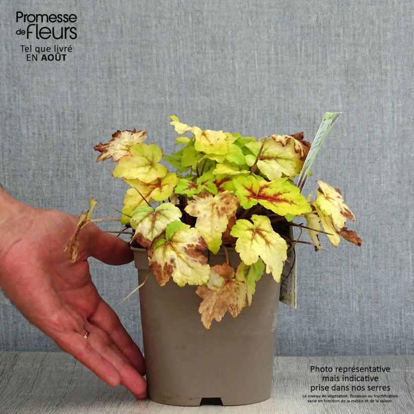 Esemplare di Heucherella Stoplight Vaso da 2L/3L consegnato in estate