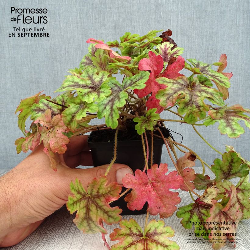 Esemplare di Heucherella Tapestry Vasetto da 8/9 cm consegnato in estate