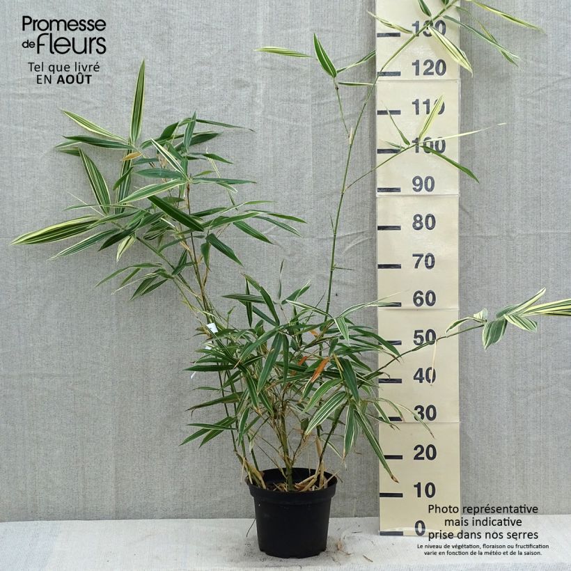 Esemplare di Hibanobambusa tranquillans Shiroshima - Bambù Vaso da 4L/5L consegnato in estate