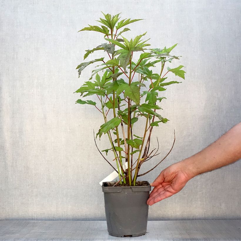 Esemplare di Hibiscus moscheutos Summerific Berry Awesome - Ibisco palustre Vaso da 3L/4L consegnato in estate