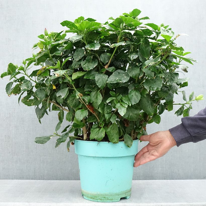 Hibiscus rosa-sinensis - Rose de Chine Vaso da 7,5L/10L esemplare consegnato in primavera