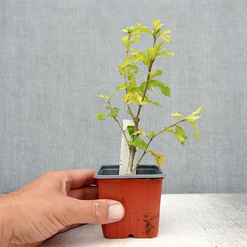 Esemplare di Hibiscus syriacus Admiral Dewey - Ibisco Vasetto da 8/9 cm consegnato in estate