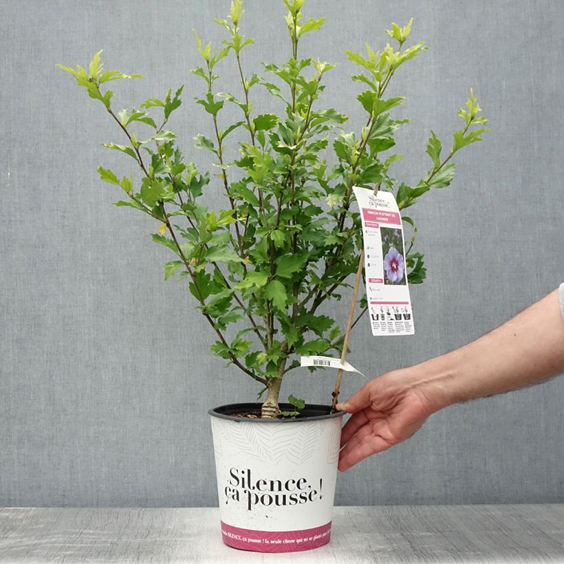 Esemplare di Hibiscus syriacus B'twist Lavende - Ibisco Vaso da 4L/5L consegnato in estate