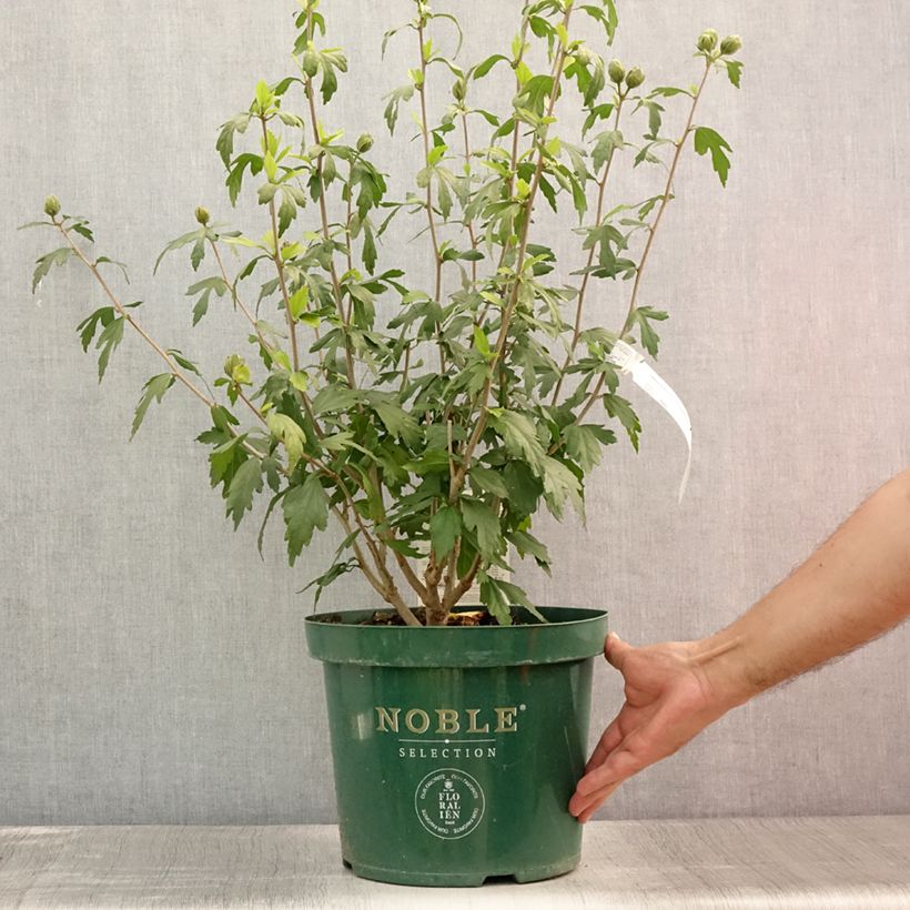 Esemplare di Hibiscus syriacus Blue Chiffon - Ibisco Vaso da 7,5L/10L consegnato in estate