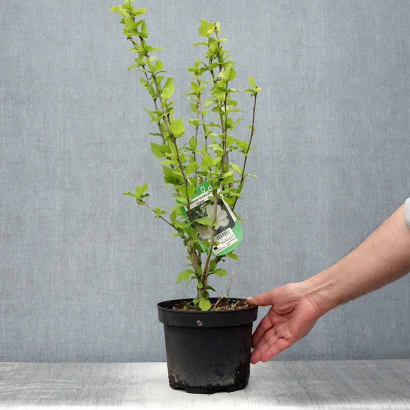 Esemplare di Hibiscus syriacus Diana - Ibisco Vaso da 3L/4L consegnato in estate