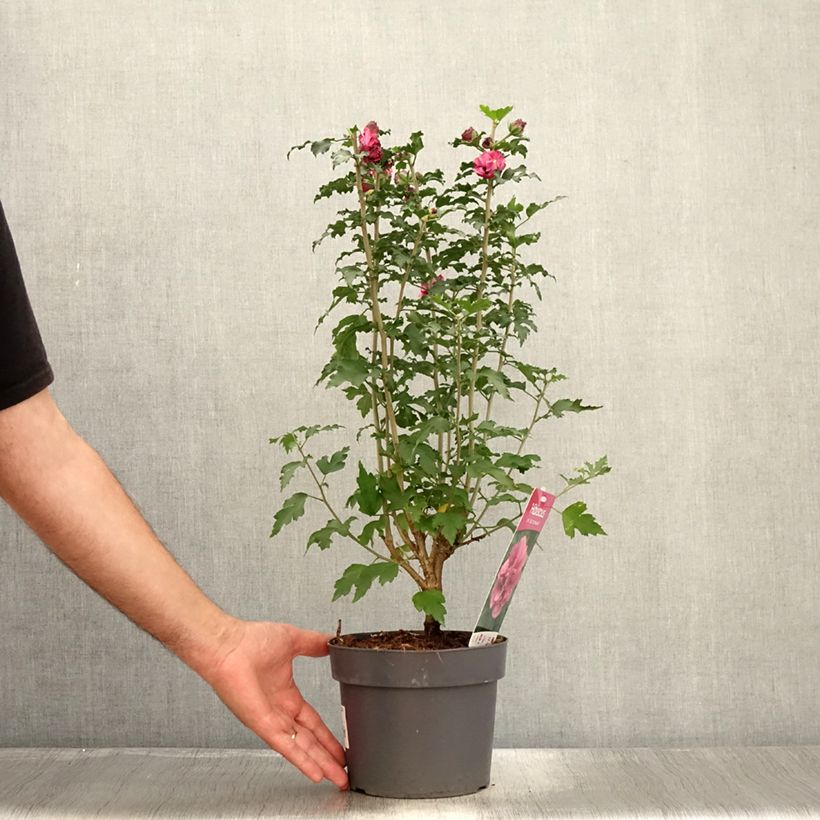 Esemplare di Hibiscus syriacus Duc de Brabant - Ibisco Vaso da 3L/4L consegnato in estate