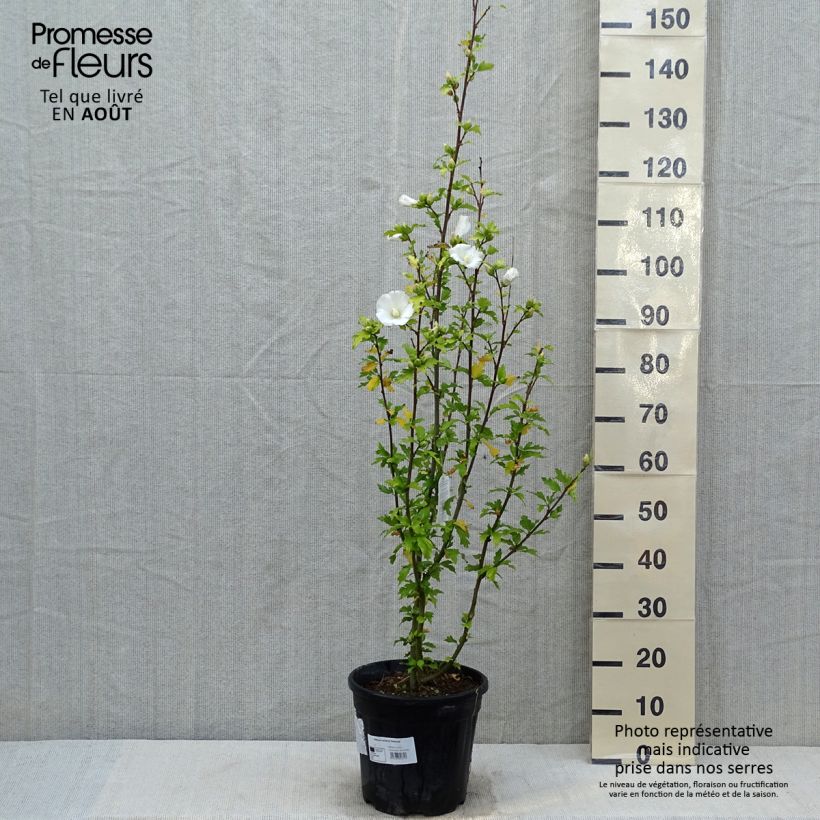Esemplare di Hibiscus syriacus Eléonore - Ibisco Vaso da 7,5L/10L consegnato in estate