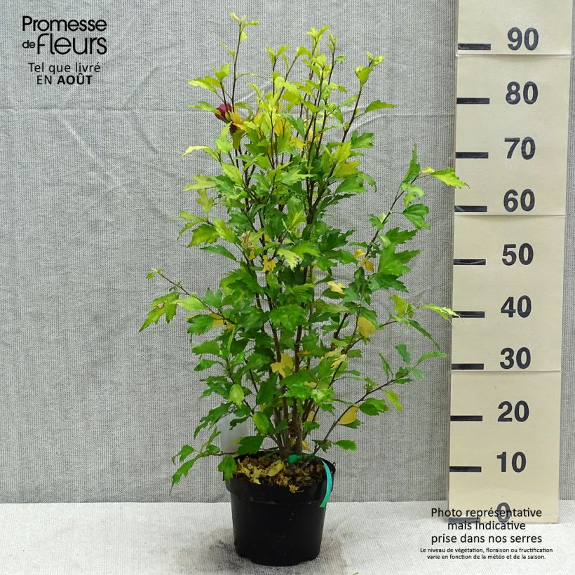 Esemplare di Hibiscus syriacus Flower Tower Ruby - Ibisco Vaso da 2L/3L consegnato in estate