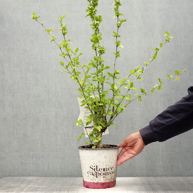 Esemplare di Hibiscus syriacus French point - Ibisco Vaso da 4L/5L consegnato in estate