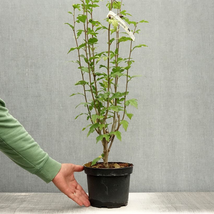 Esemplare di Hibiscus syriacus Lady Stanley - Ibisco Vaso da 3L/4L consegnato in estate