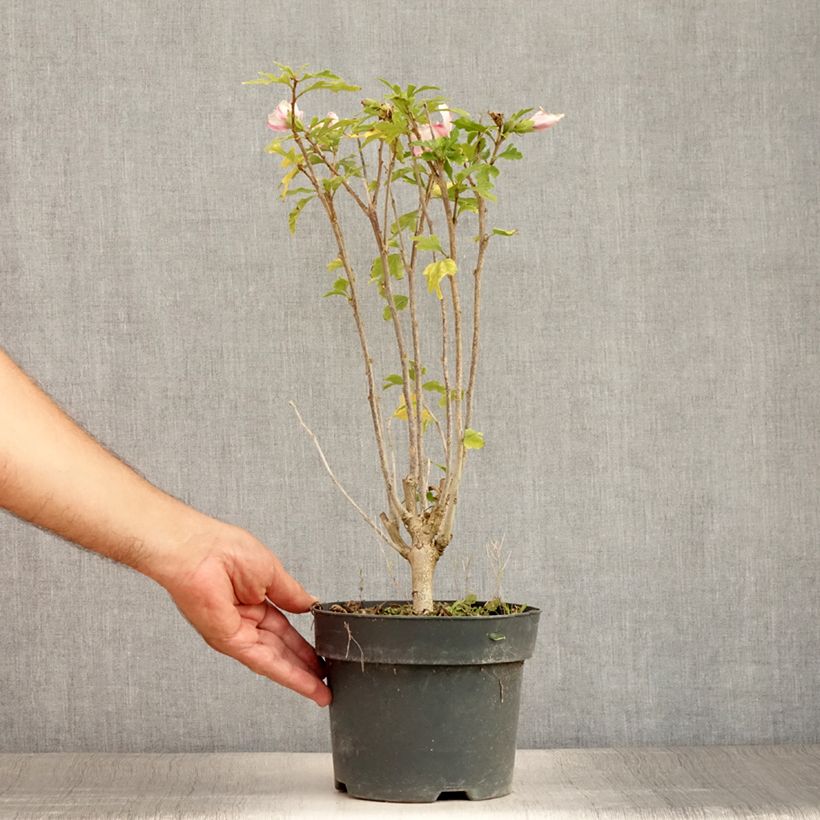 Esemplare di Hibiscus syriacus Leopoldii - Ibisco Vaso da 2L/3L consegnato in estate