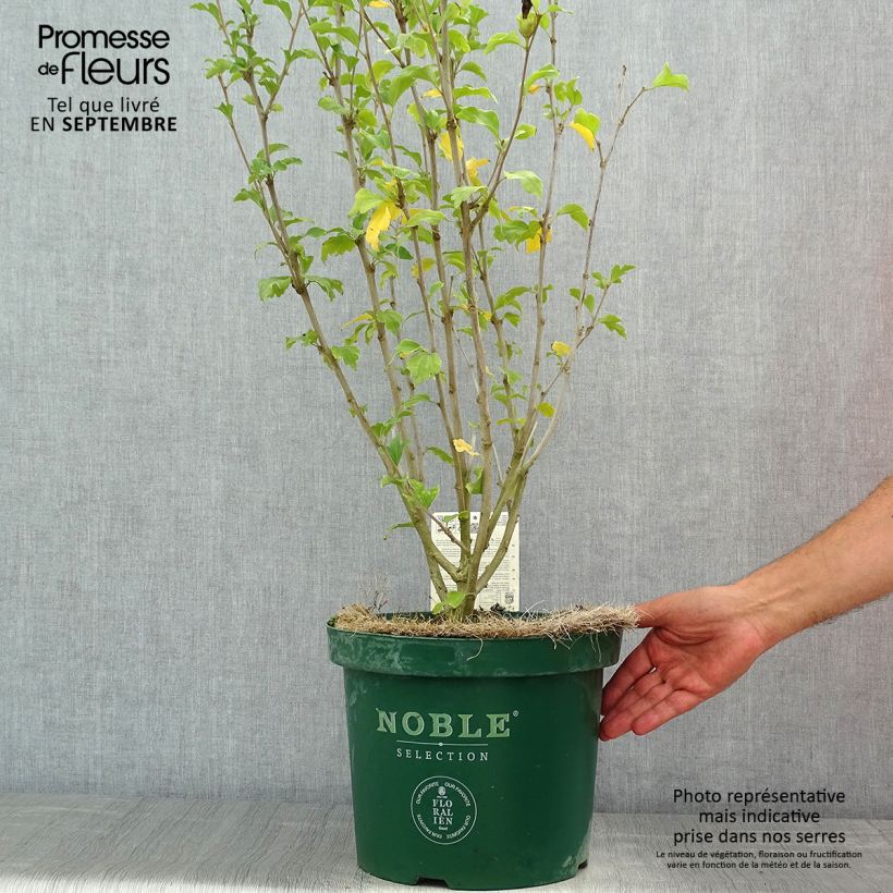 Esemplare di Hibiscus syriacus Magenta Chiffon - Ibisco Vaso da 6L/7L consegnato in estate