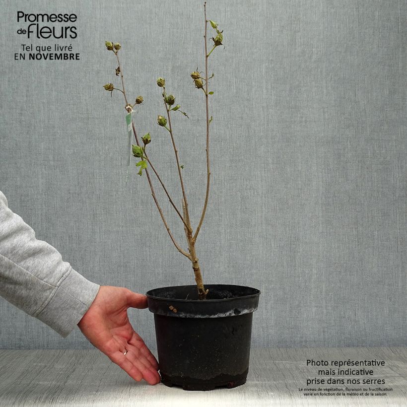 Esemplare di Hibiscus syriacus Marina - Ibisco Vaso da 2L/3L come consegnato in autunno