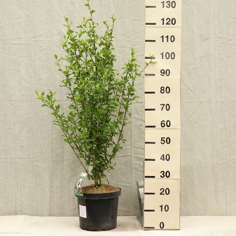 Esemplare di Hibiscus syriacus Shintaeyang - Ibisco Vaso da 7,5L/10L consegnato in estate