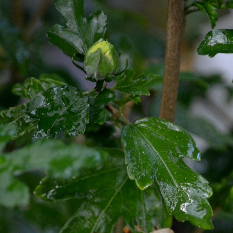 Hibiscus syriacus Speciosus - Ibisco (Fogliame)