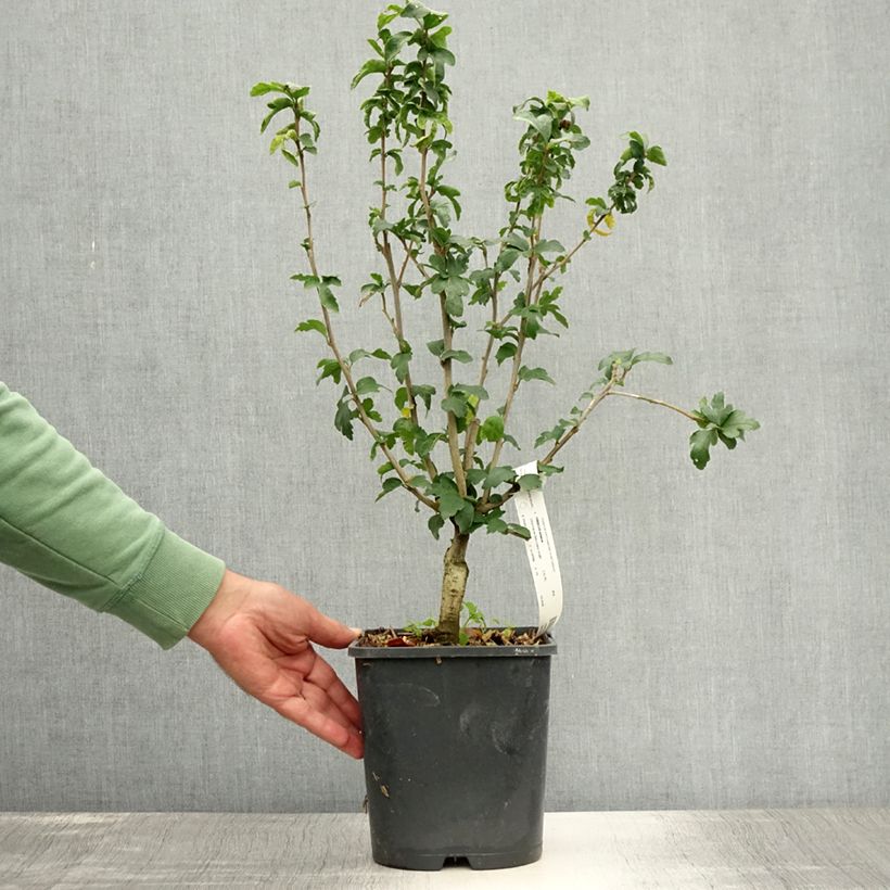 Esemplare di Hibiscus syriacus Ultramarine - Ibisco Vaso da 3L/4L consegnato in estate