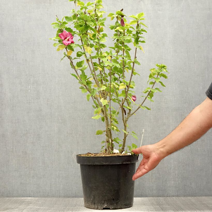 Esemplare di Hibiscus syriacus Woodbridge - Ibisco Vaso da 6L/7L consegnato in estate