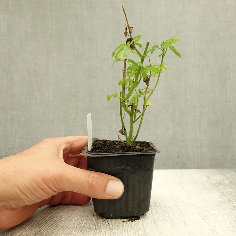 Esemplare di Hibiscus trionum - Ibisco vescicoso Vasetto da 8/9 cm come consegnato in autunno