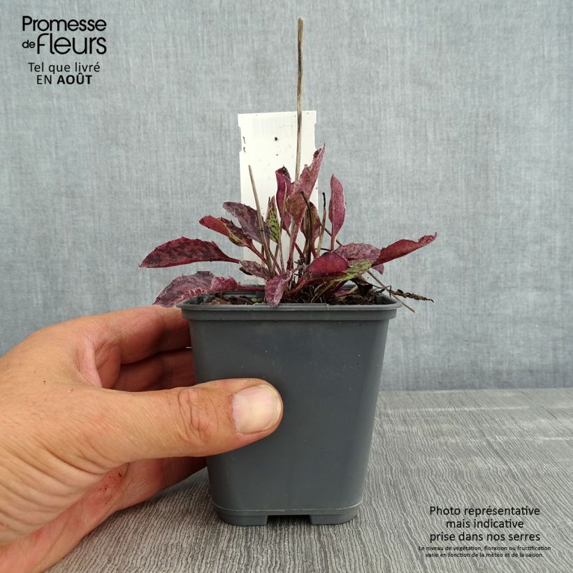 Esemplare di Hieracium maculatum - Sparviere maculato Vasetto da 8/9 cm consegnato in estate