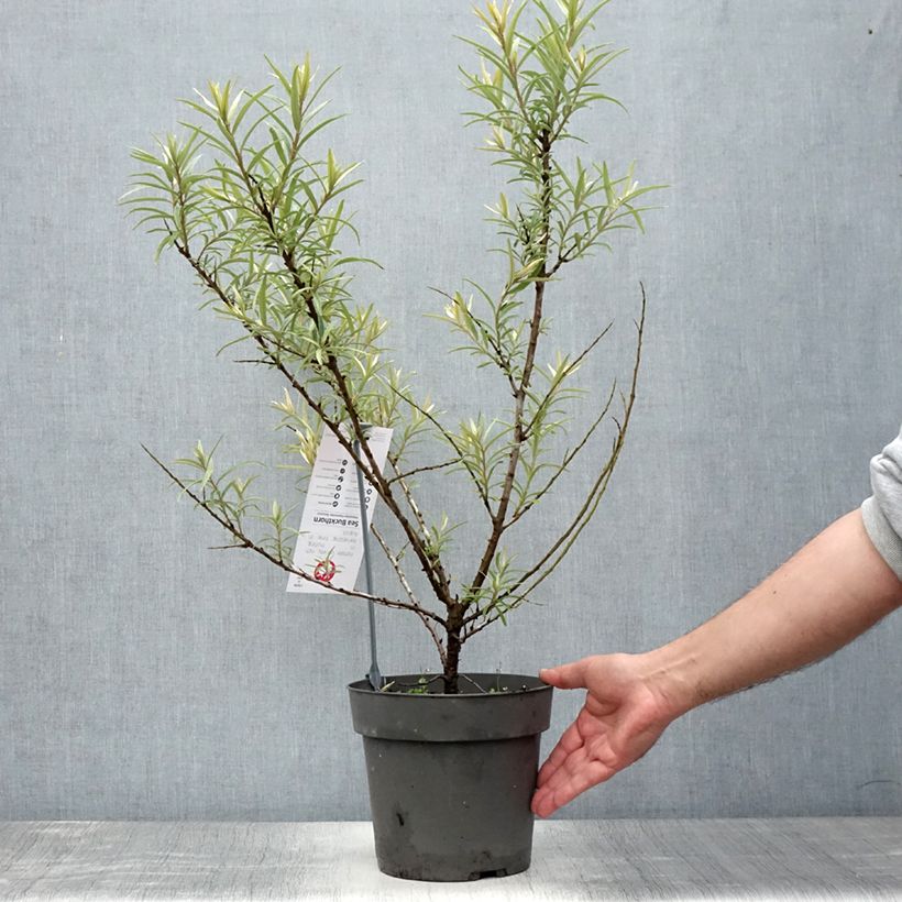 Esemplare di Hippophae rhamnoides 'Botanica' - Olivello spinoso Vaso da 3L/4L consegnato in estate