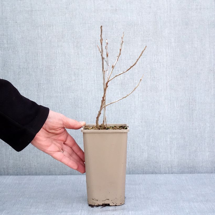 Hippophae rhamnoides Garden's Gift - Olivello spinoso Vaso da 1,5L/2L, Multifusto esemplare consegnato in inverno