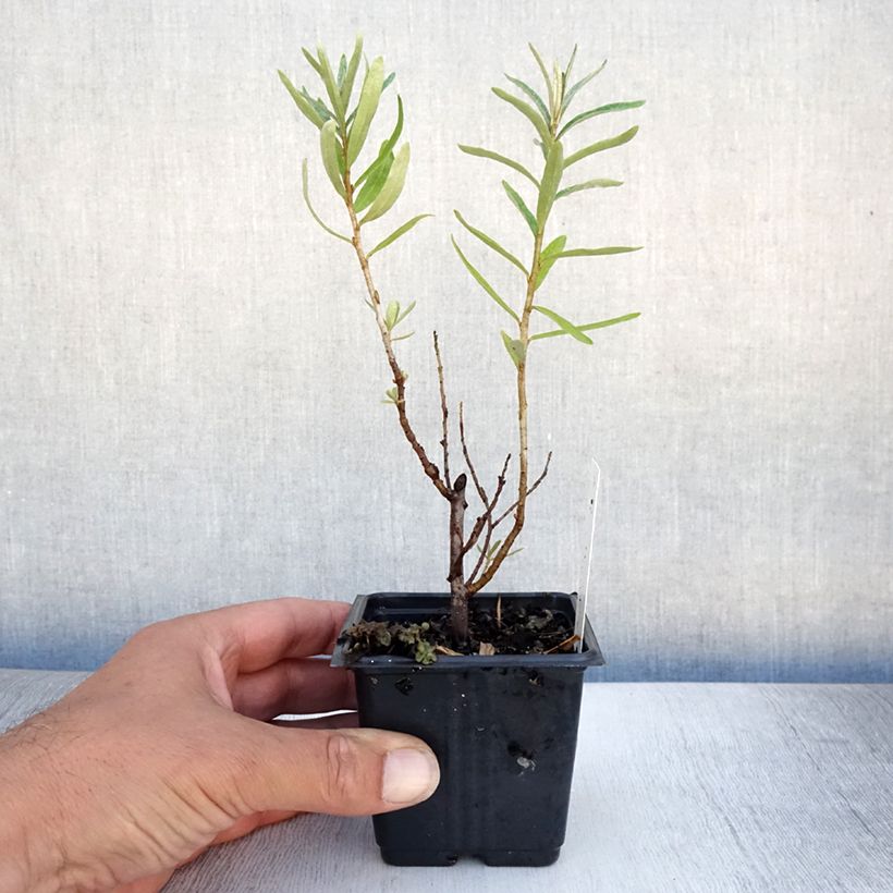 Esemplare di Hippophae rhamnoides Leikora - Olivello spinoso Vasetto da 8/9 cm consegnato in estate