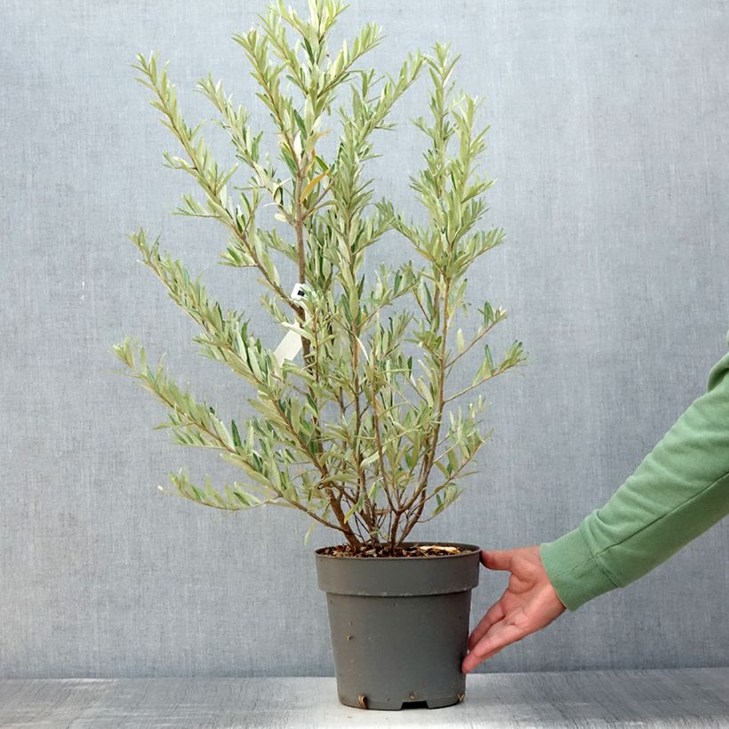 Esemplare di Hippophae rhamnoides Orange Energy 'Hagebo' - Olivello spinoso Vaso da 4L/5L consegnato in estate