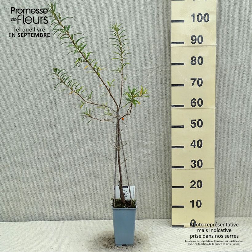 Esemplare di Hippophae rhamnoides Pollmix - Olivello spinoso Vaso da 1,5L/2L consegnato in estate