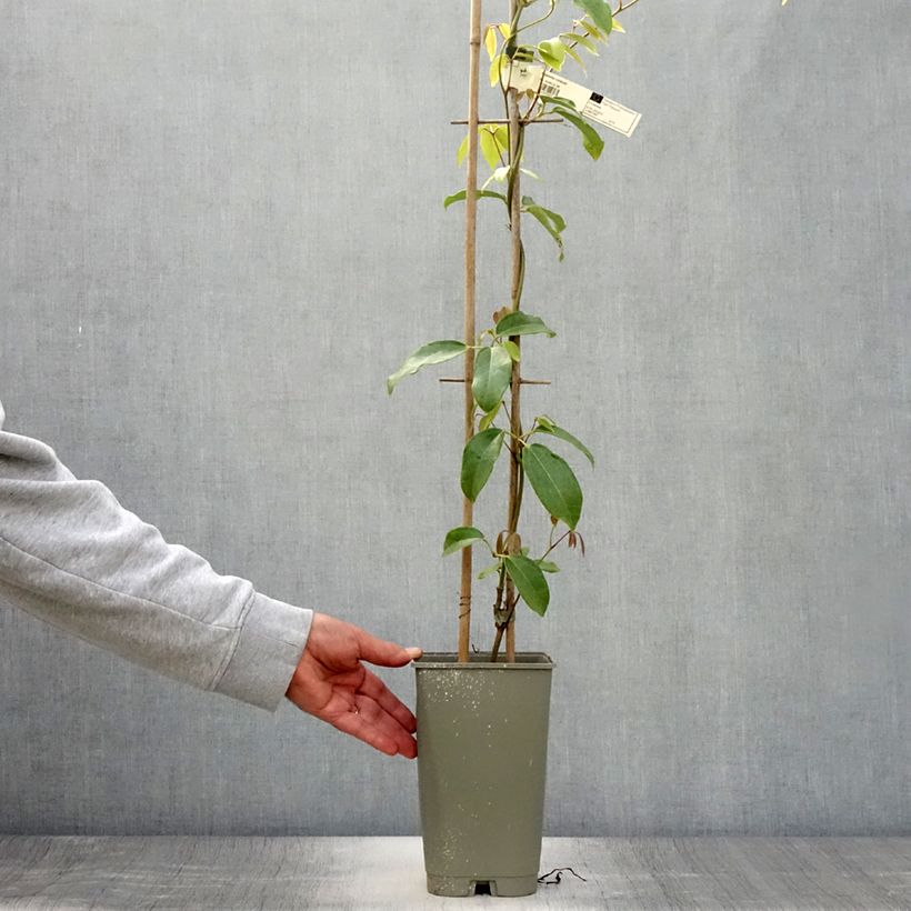 Esemplare di Holboellia coriacea Vaso da 2L/3L consegnato in estate