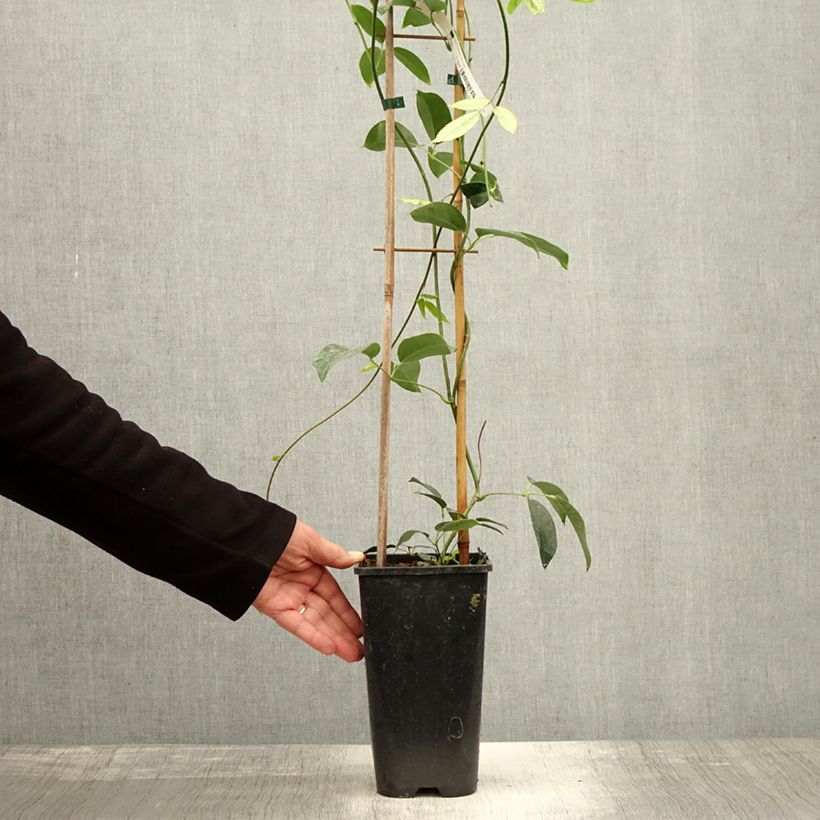 Esemplare di Holboellia traversii Vaso da 3L/4L come consegnato in autunno