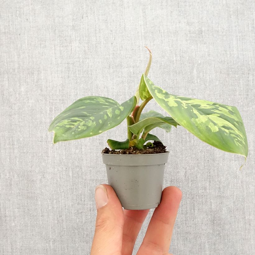 Homalomena Camouflage - Motte 5 cm x 7 cm esemplare consegnato in primavera