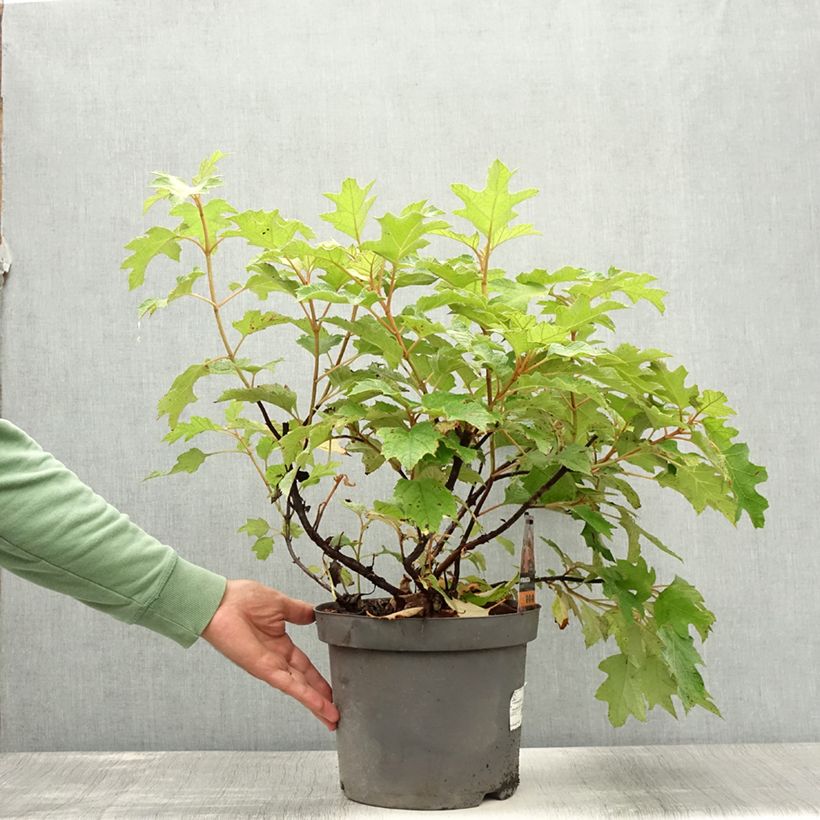 Esemplare di Hydrangea quercifolia Bultinks Giant Flowers - Ortensia a foglie di quercia Vaso da 7,5L/10L consegnato in estate