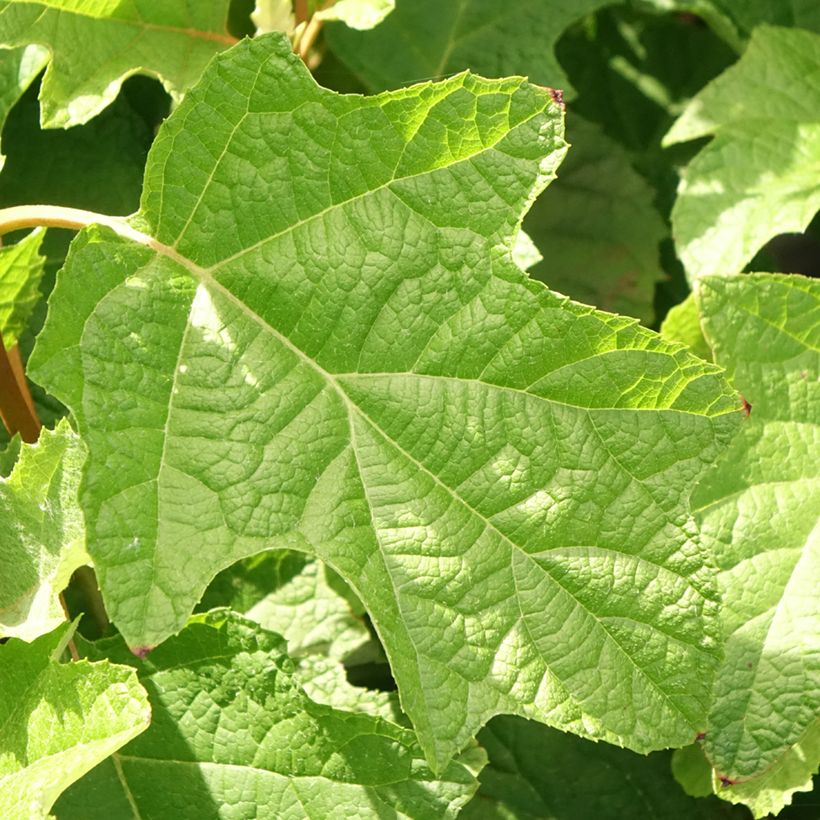 Hydrangea quercifolia Gatsby Star - Ortensia a foglie di quercia (Fogliame)