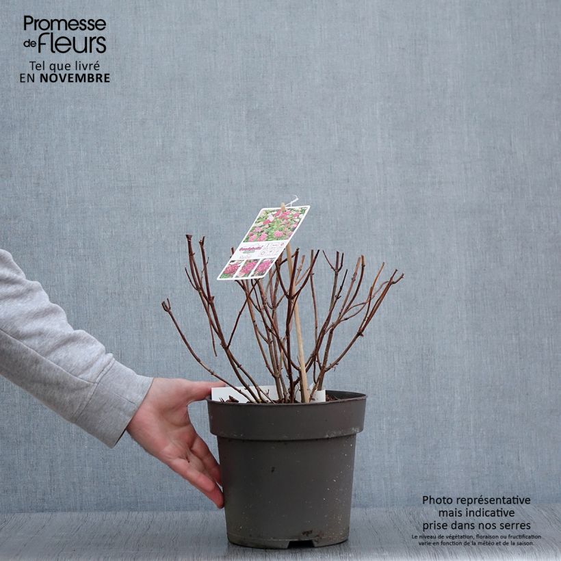 Esemplare di Hydrangea arborescens Candybelle Sorbet - Ortensia Vaso da 4L/5L come consegnato in autunno