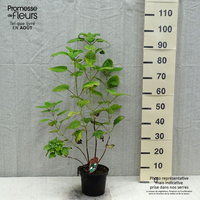 Esemplare di Hydrangea arborescens Hills Of Snow - Ortensia Vaso da 2L/3L consegnato in estate