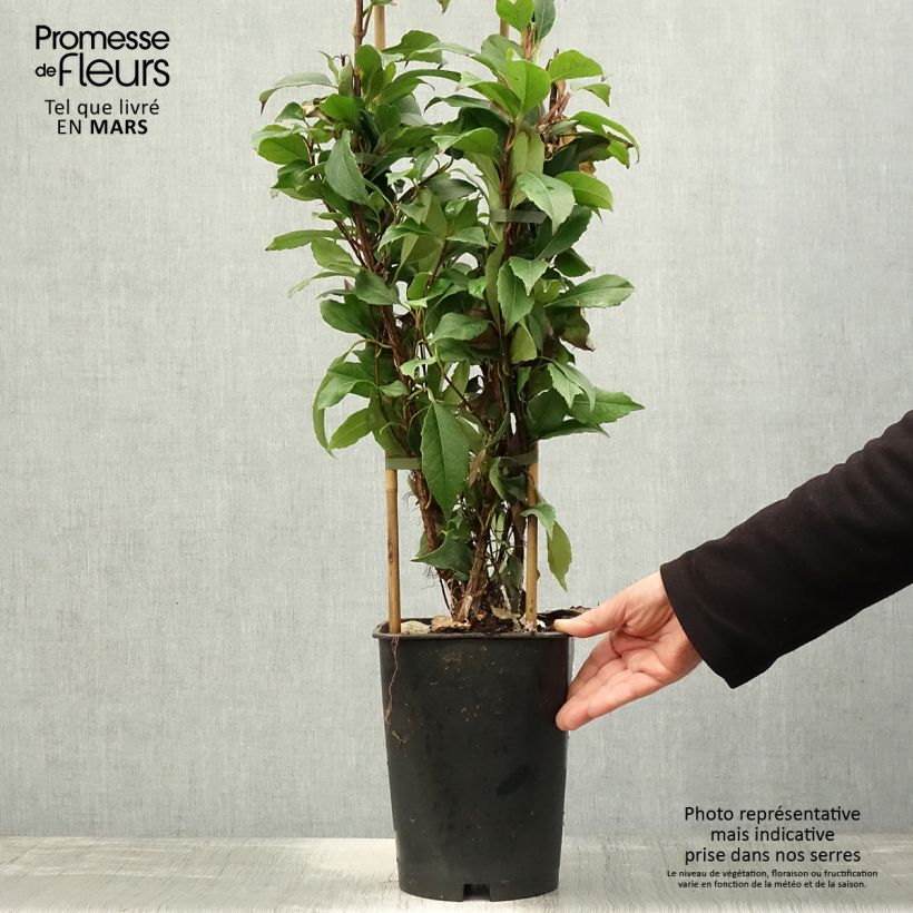 Hydrangea seemanii - Ortensia rampicante Vaso da 6L/7L esemplare consegnato in primavera