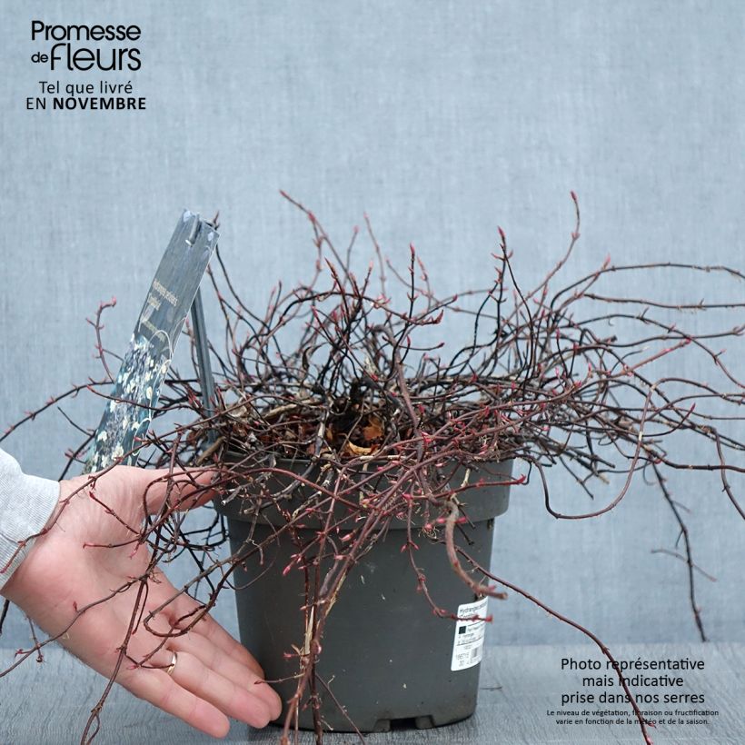 Esemplare di Hydrangea anomala subsp. petiolaris var. cordifolia - Ortensia rampicante Vaso da 3L/4L come consegnato in autunno