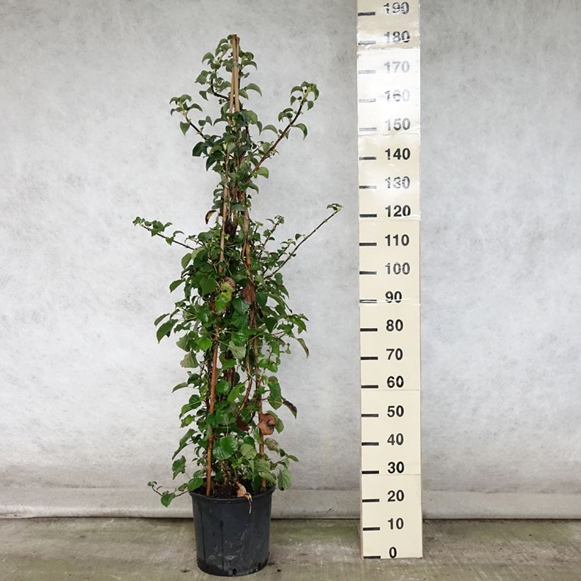 Esemplare di Hydrangea anomala subsp. petiolaris - Ortensia rampicante Vaso da 4L/5L consegnato in estate