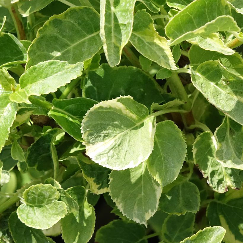 Hydrangea anomala subsp. petiolaris Mirranda - Ortensia rampicante (Fogliame)
