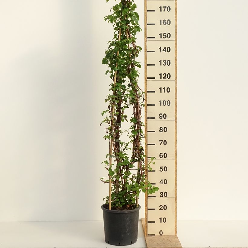 Hydrangea anomala subsp. petiolaris - Ortensia rampicante Vaso da 12L/15L esemplare consegnato in primavera