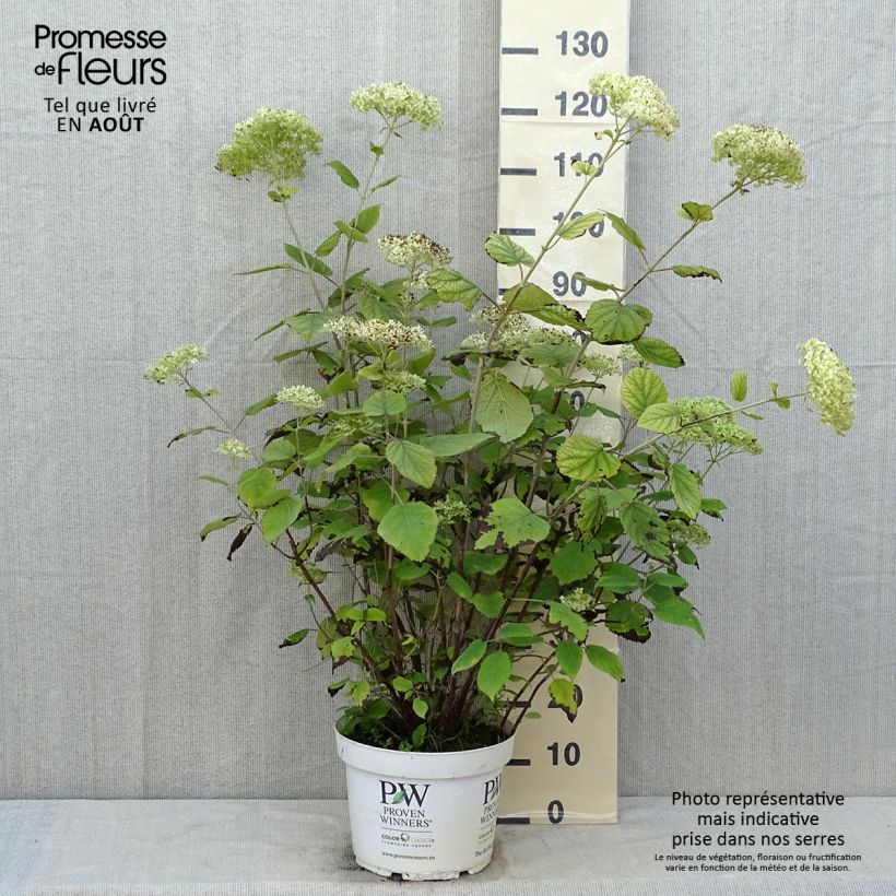 Esemplare di Hydrangea arborescens Lime Rickey - Ortensia Vaso da 7,5L/10L consegnato in estate