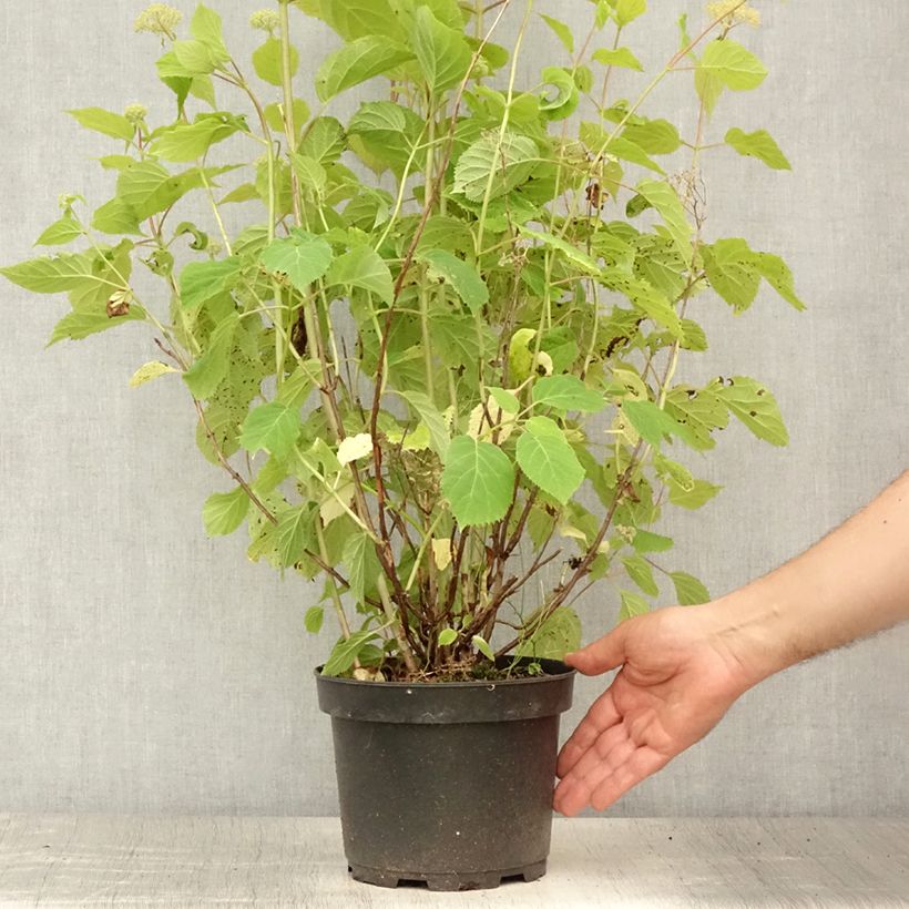 Esemplare di Hydrangea arborescens Candybelle Marshmallow - Ortensia Vaso da 3L/4L consegnato in estate