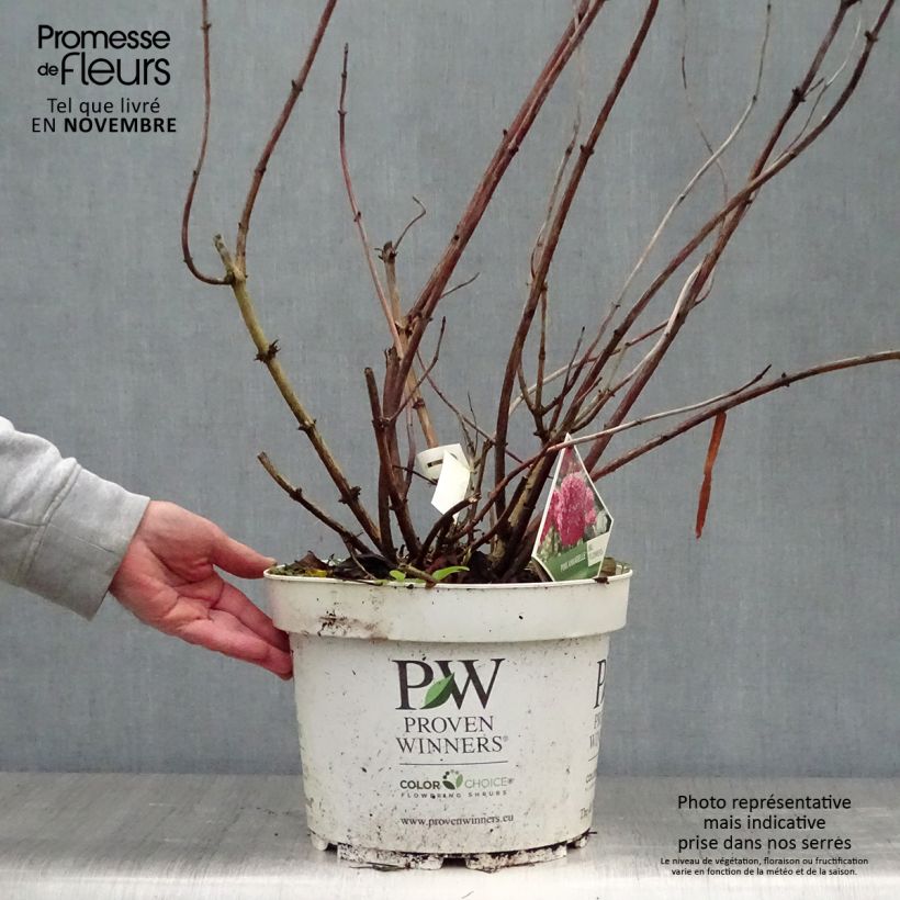 Esemplare di Hydrangea arborescens Pink Annabelle - Ortensia Vaso da 7,5L/10L come consegnato in autunno
