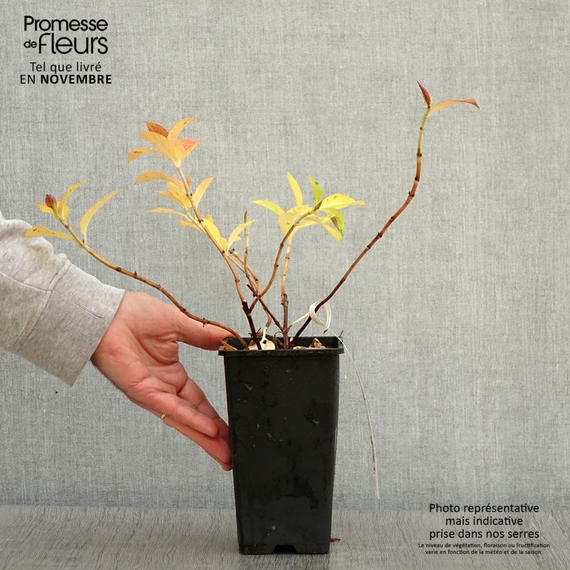 Esemplare di Hydrangea French Bolero - Ortensia Vaso da 1,5L/2L come consegnato in autunno