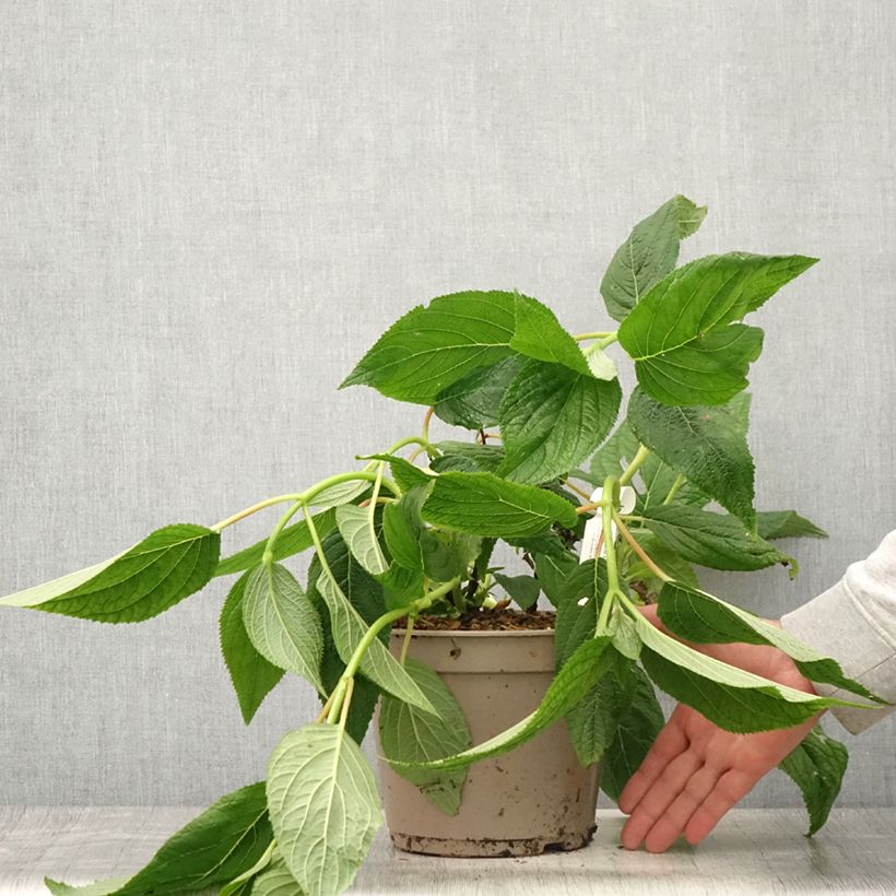 Esemplare di Hydrangea involucrata Yoraku Tama - Ortensia Vaso da 4L/5L consegnato in estate