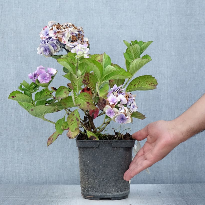 Esemplare di Hydrangea macrophylla Amethyst - Ortensia Vaso da 3L/4L consegnato in estate