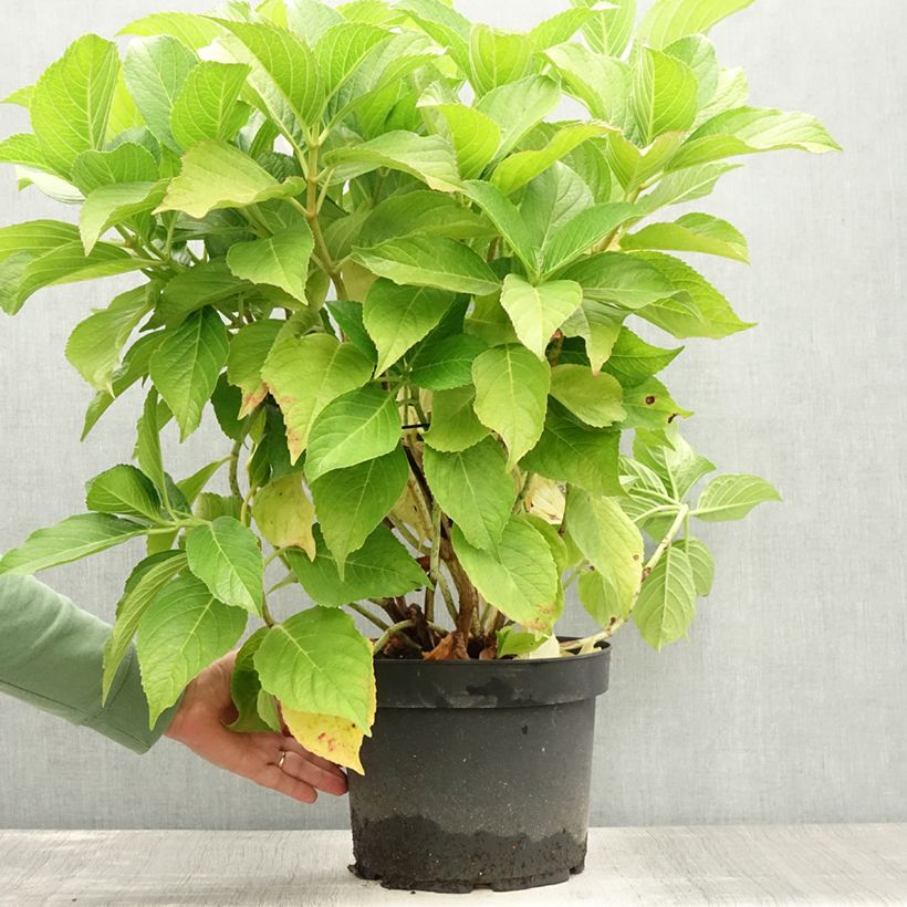 Esemplare di Hydrangea macrophylla Ayesha - Ortensia Vaso da 7,5L/10L consegnato in estate