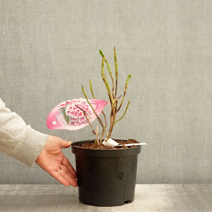 Esemplare di Hydrangea macrophylla Beautensia Dali - Ortensia Vaso da 4L/5L come consegnato in autunno