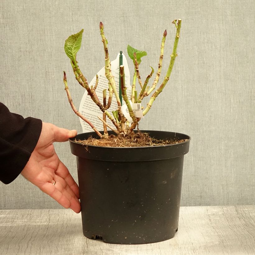 Esemplare di Hydrangea macrophylla Beautensia Spike - Ortensia Vaso da 4L/5L come consegnato in autunno