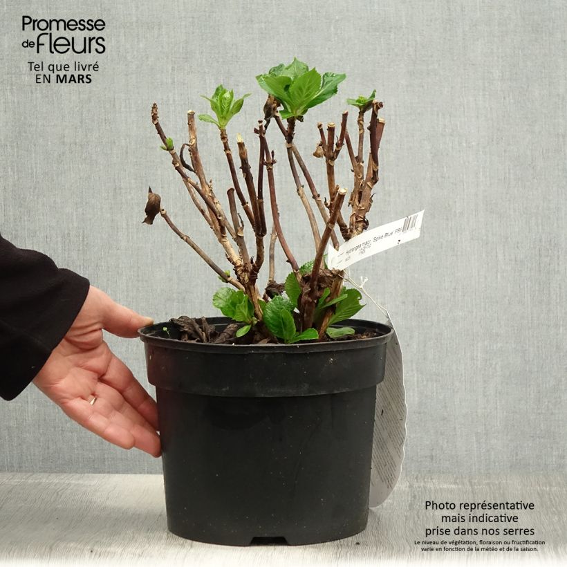 Hydrangea macrophylla Beautensia Spike - Ortensia Vaso da 4L/5L esemplare consegnato in primavera